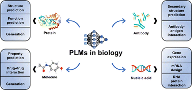 Pre-Trained Language Models for Protein and Molecular Design